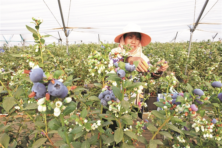 蒙自市草坝镇的红河州拜瑞农业科技有限公司(以下简称拜瑞公司)蓝莓