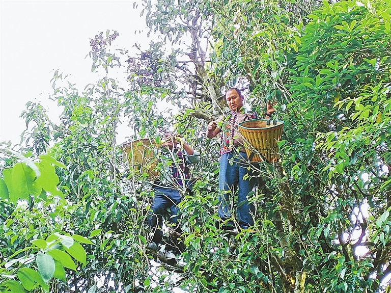 元阳县古树茶带动群众就业增收