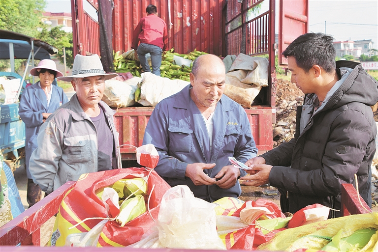 糯玉米交易现场